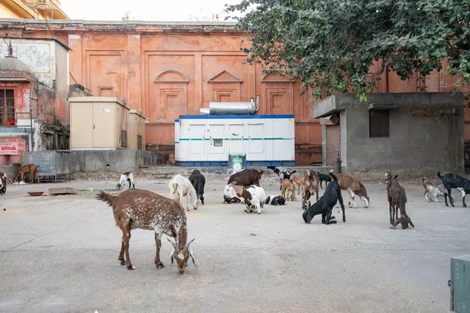 印度最豪华的电影院,印度粉红色之城