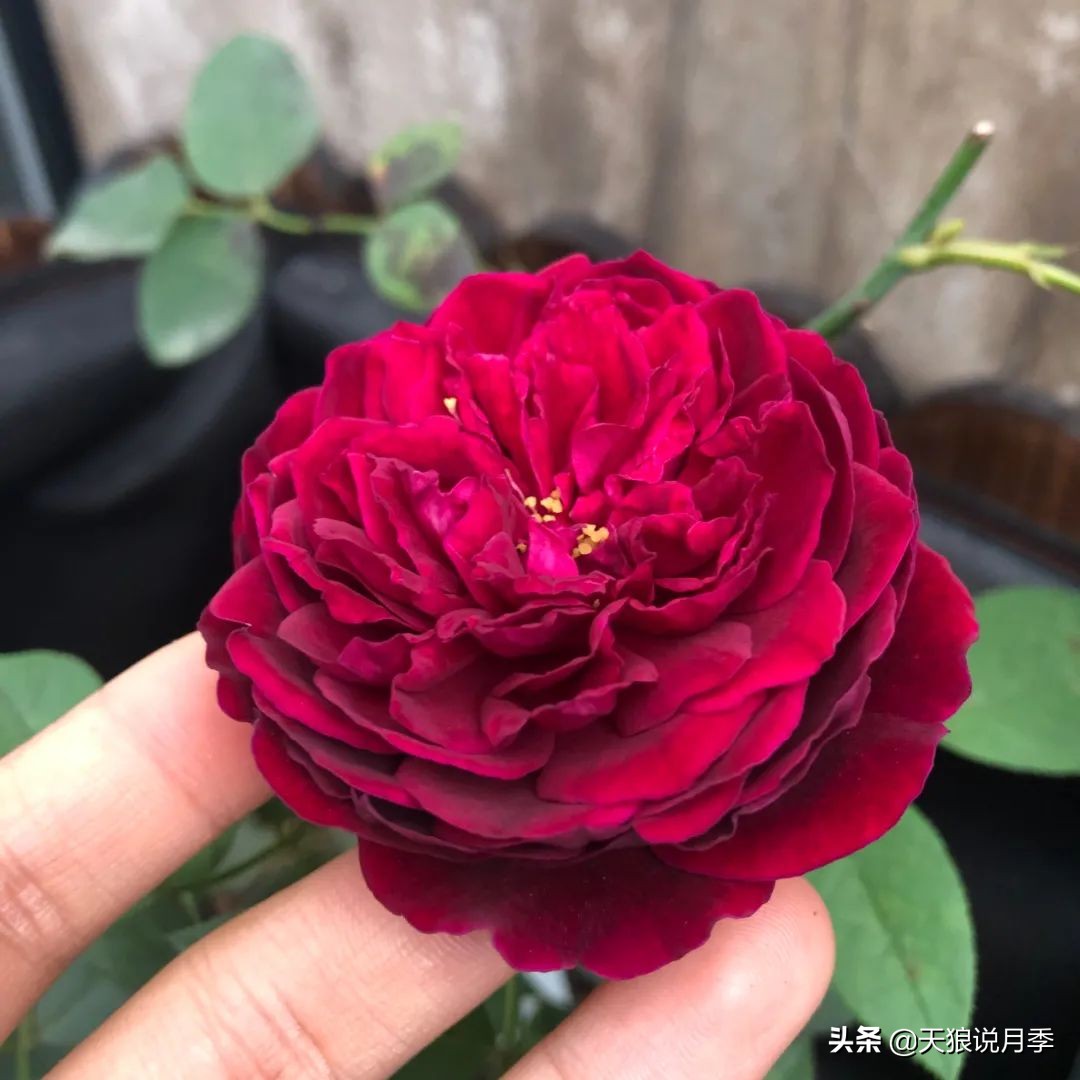 怎么打造露台小花园,如何打理自己的露台小花园