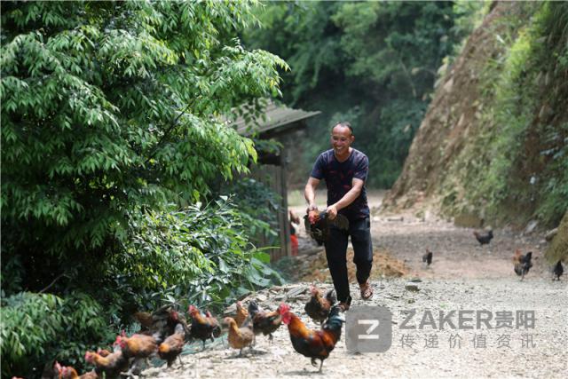 贵州榕江黑木耳丰收助农增收致富,贵州黔西林下养殖闯出致富路