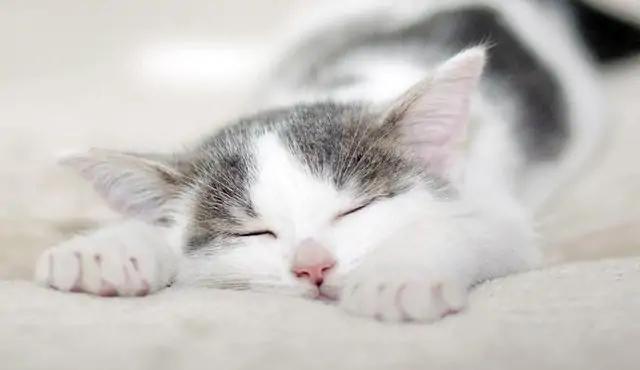 以前养猫跟现在养猫区别,以前养猫和现在养猫的区别