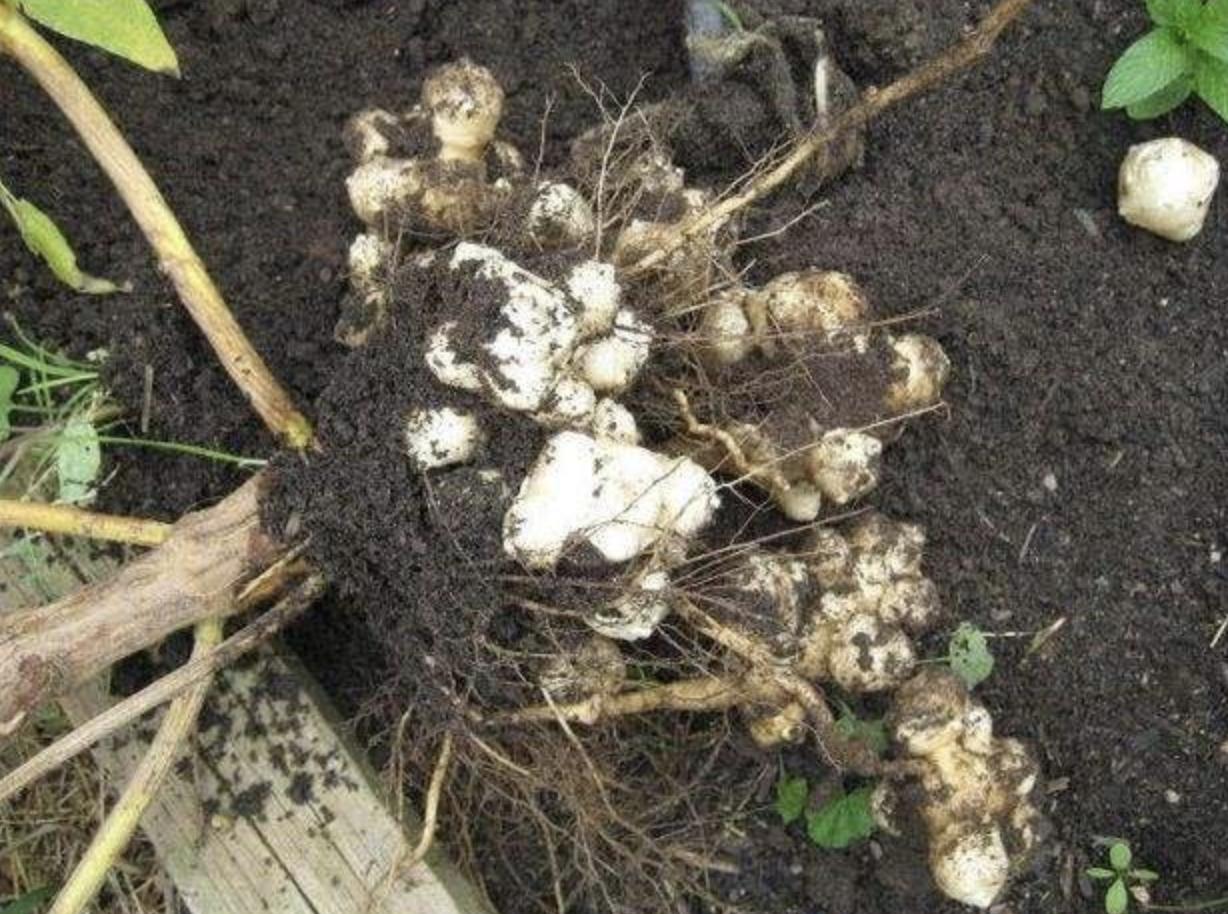 有“1种草”株型小，被称为“洋姜”，在山上常被挖走，价值高