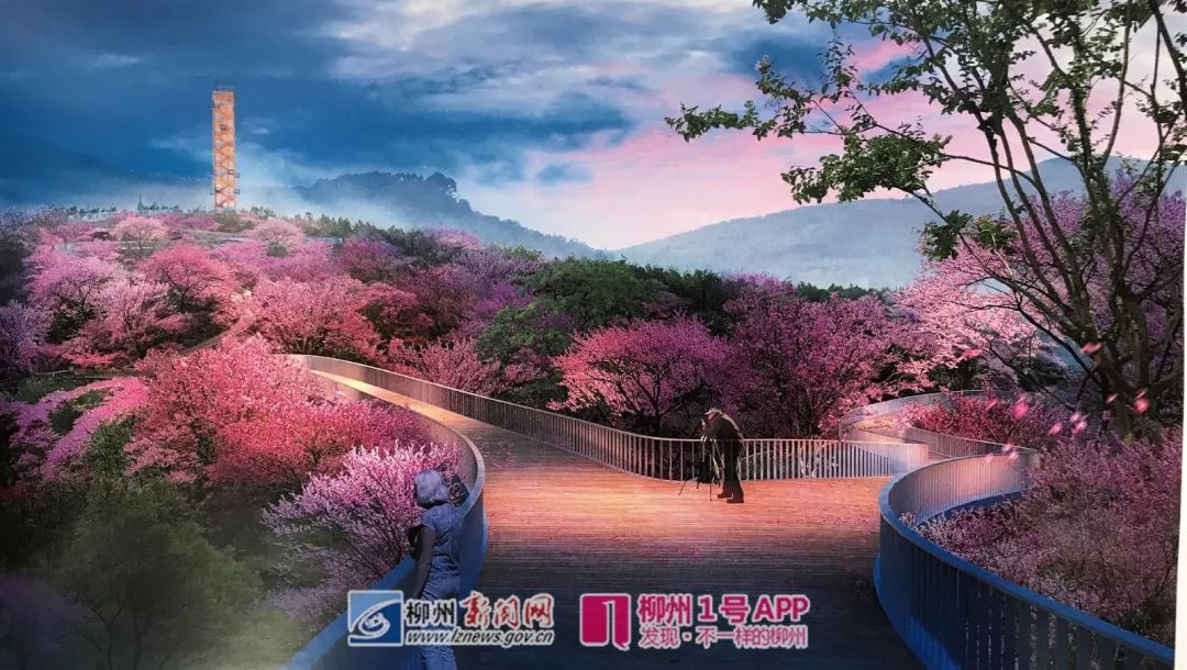 柳州紫荆花园在哪里,柳州紫荆花园最新消息