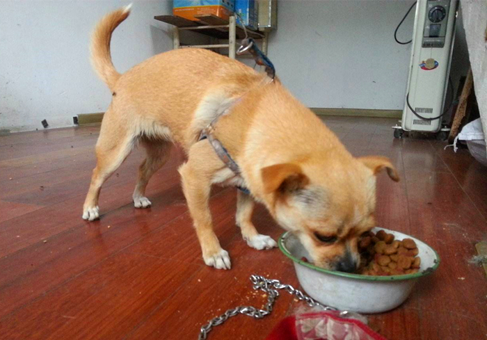 未满月的狗宝宝需要喝水吗,狗宝宝出生多久能吃狗粮