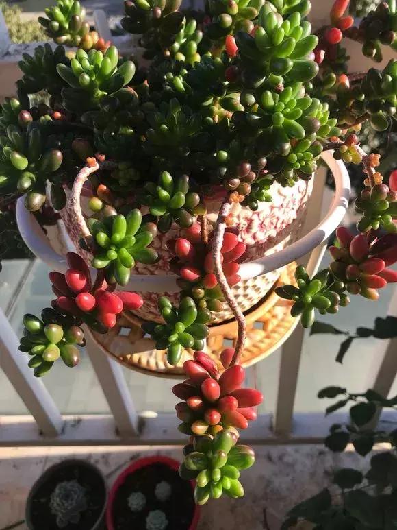 多肉虹之玉开花,多肉虹之玉长白霜