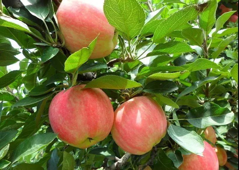 在石家庄市哪里买特产比较好,石家庄市农村特产