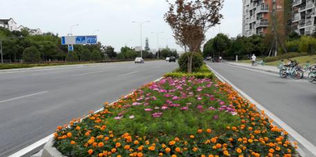 波斯菊孔雀草花海,波斯菊向日葵