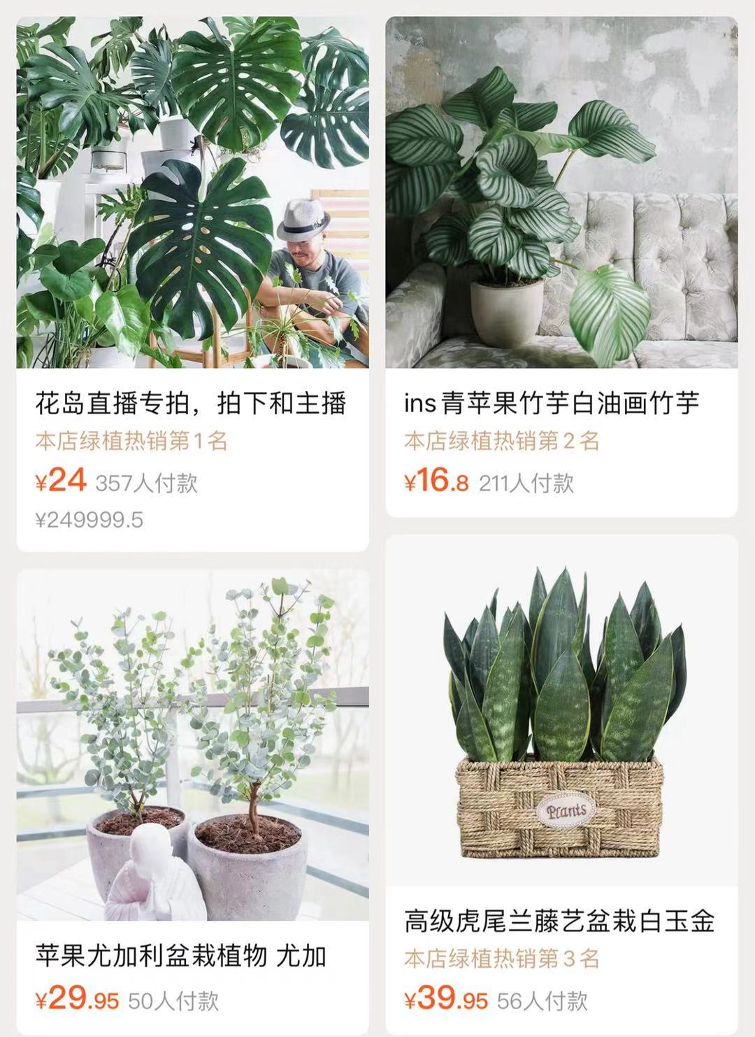 极简风格绿植店铺推荐,适合在卧室养的植物店铺