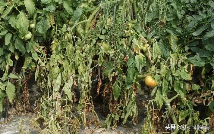 根腐死棵烂苗怎么补救,根腐枯萎病怎么处理