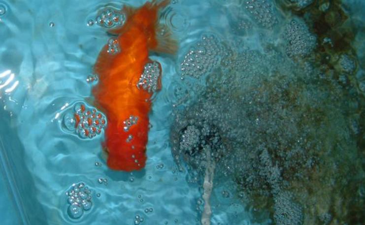 敌百虫能治疗金鱼吗,硫酸铜对金鱼有害吗