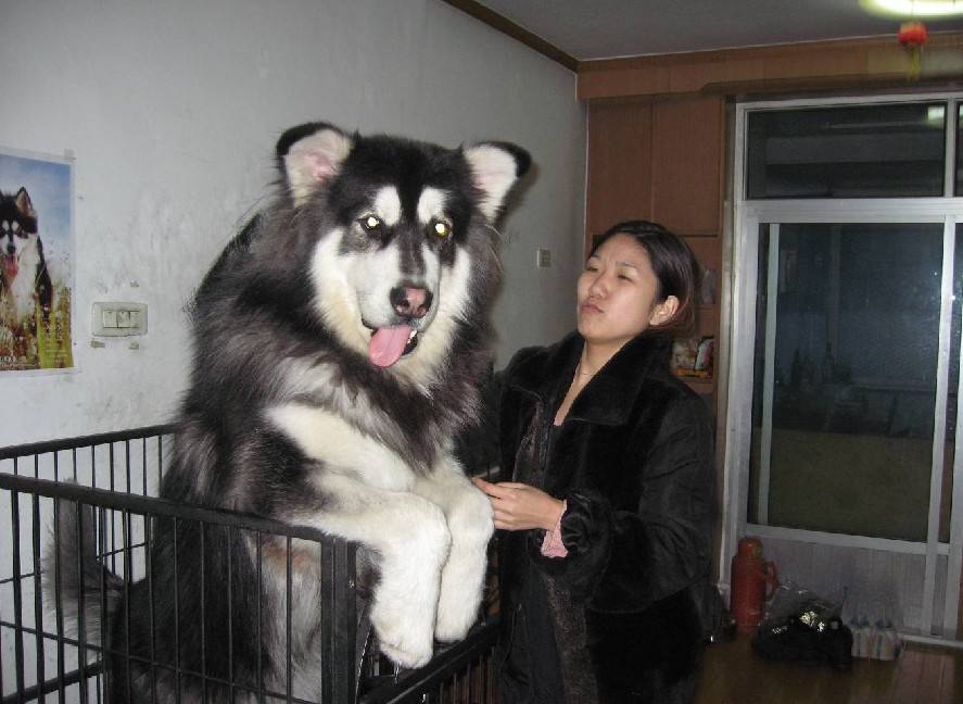 这几种狗狗堪称吞金兽太烧钱了,十大最聪明宜养不掉毛的小型犬