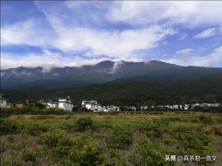 经常喝绿茶的危害到底有多大,为什么都不建议喝绿茶