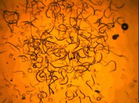 今年虫害为什么这么严重,抗性虫都有哪些