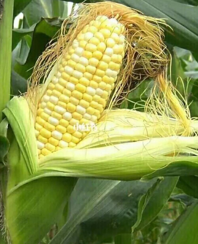 知己知彼百战不殆知是什么意思,知己知彼百战不殆是情报战吗