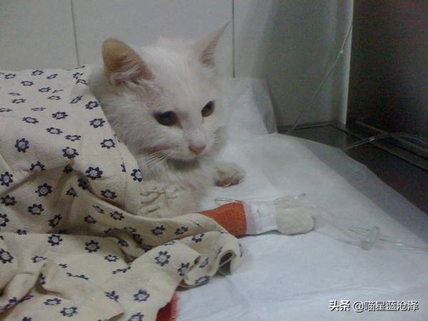 猫咪肠胃炎好了后食欲不好,猫咪肠胃炎引起的高热怎么治