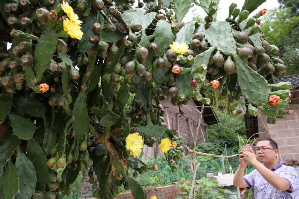 仙人掌养了20多年,最丰产的仙人掌