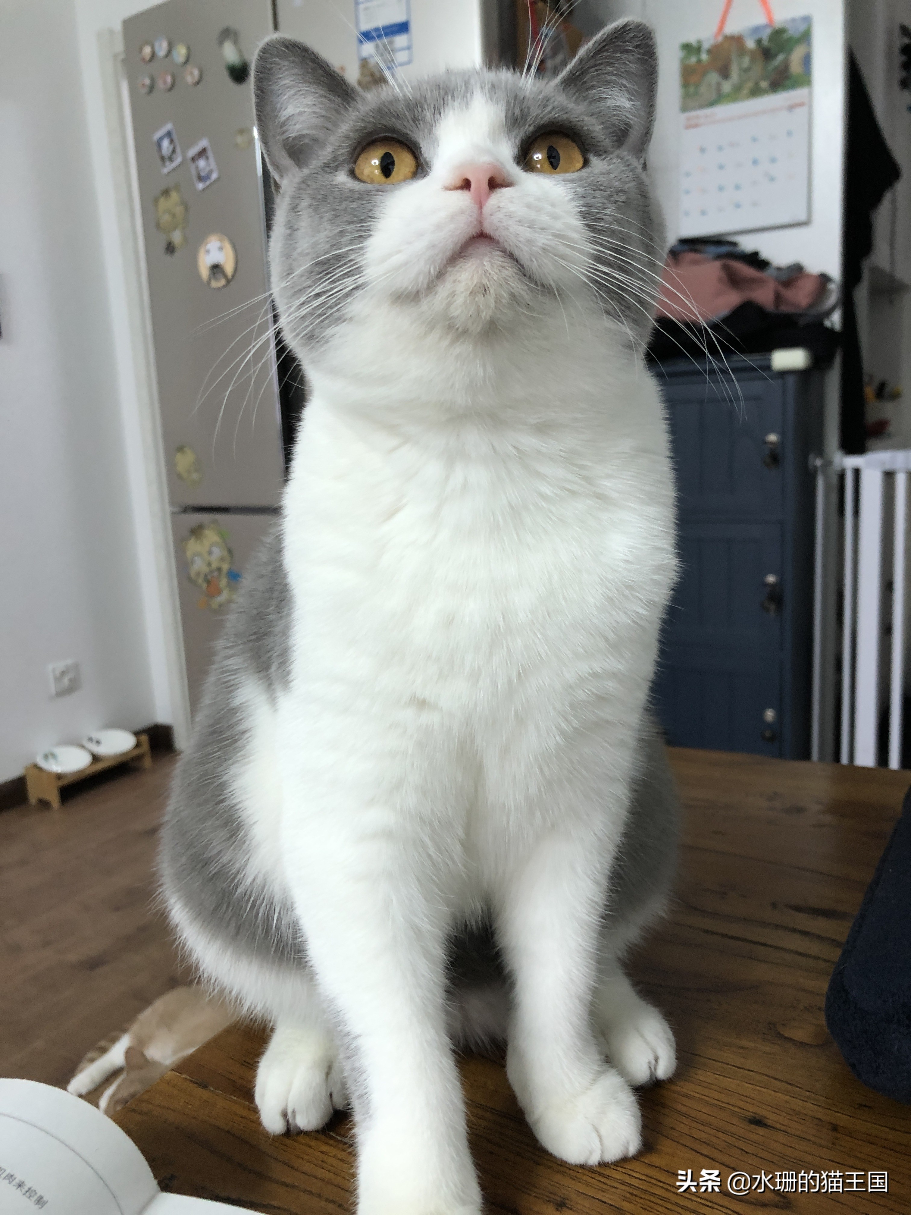 猫咪黑下巴结痂清理,猫咪黑下巴清洁视频