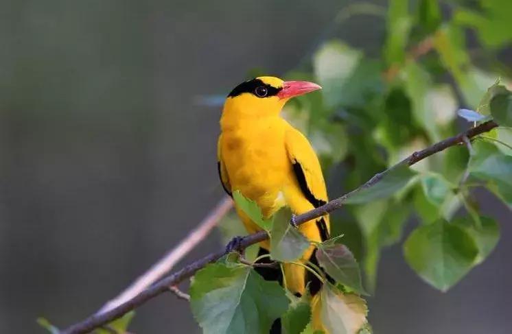 秦皇岛候鸟观赏地,秦皇岛初冬鸟类