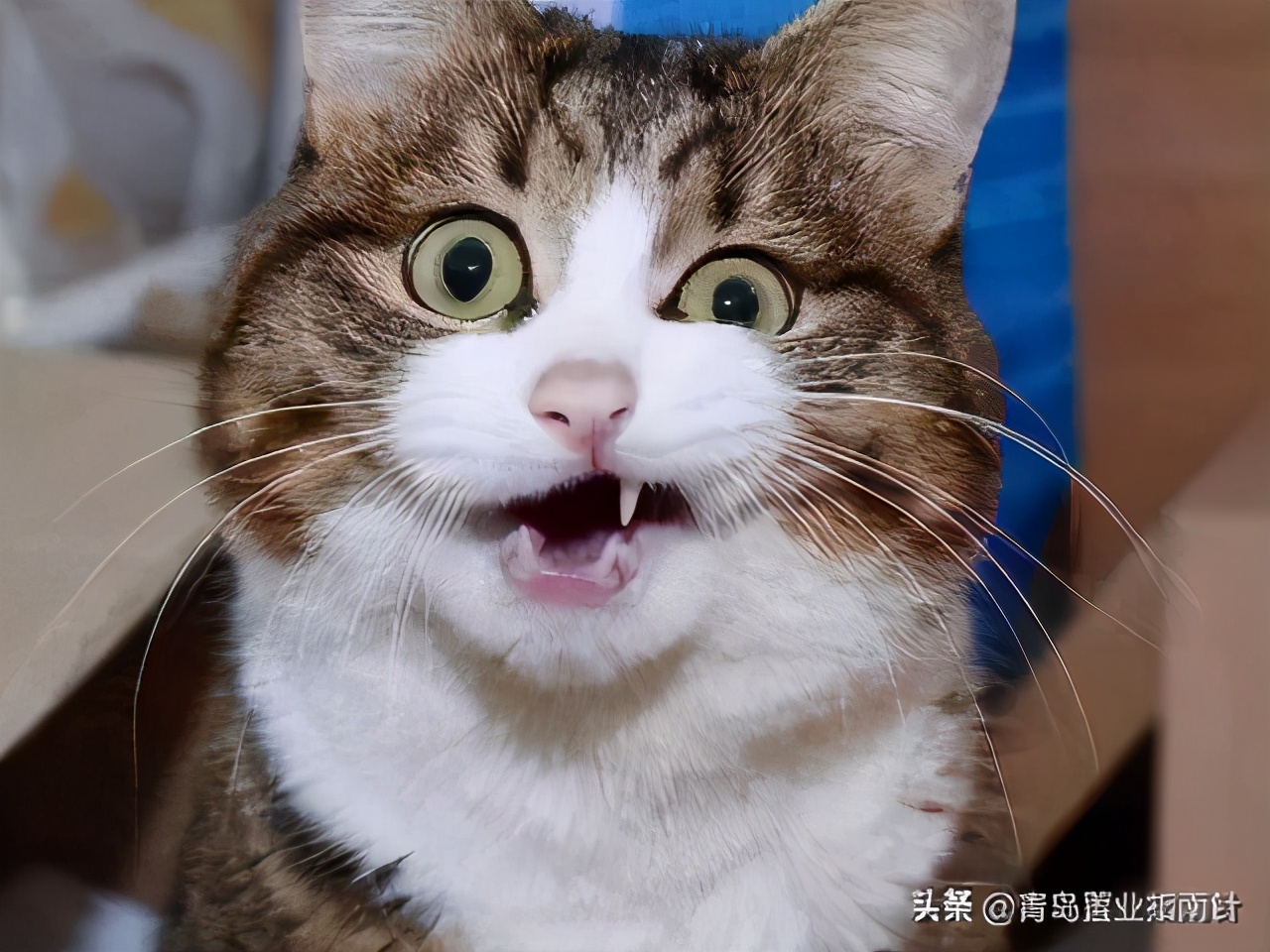 青岛积米崖怎么去,积米崖的路什么时候修好