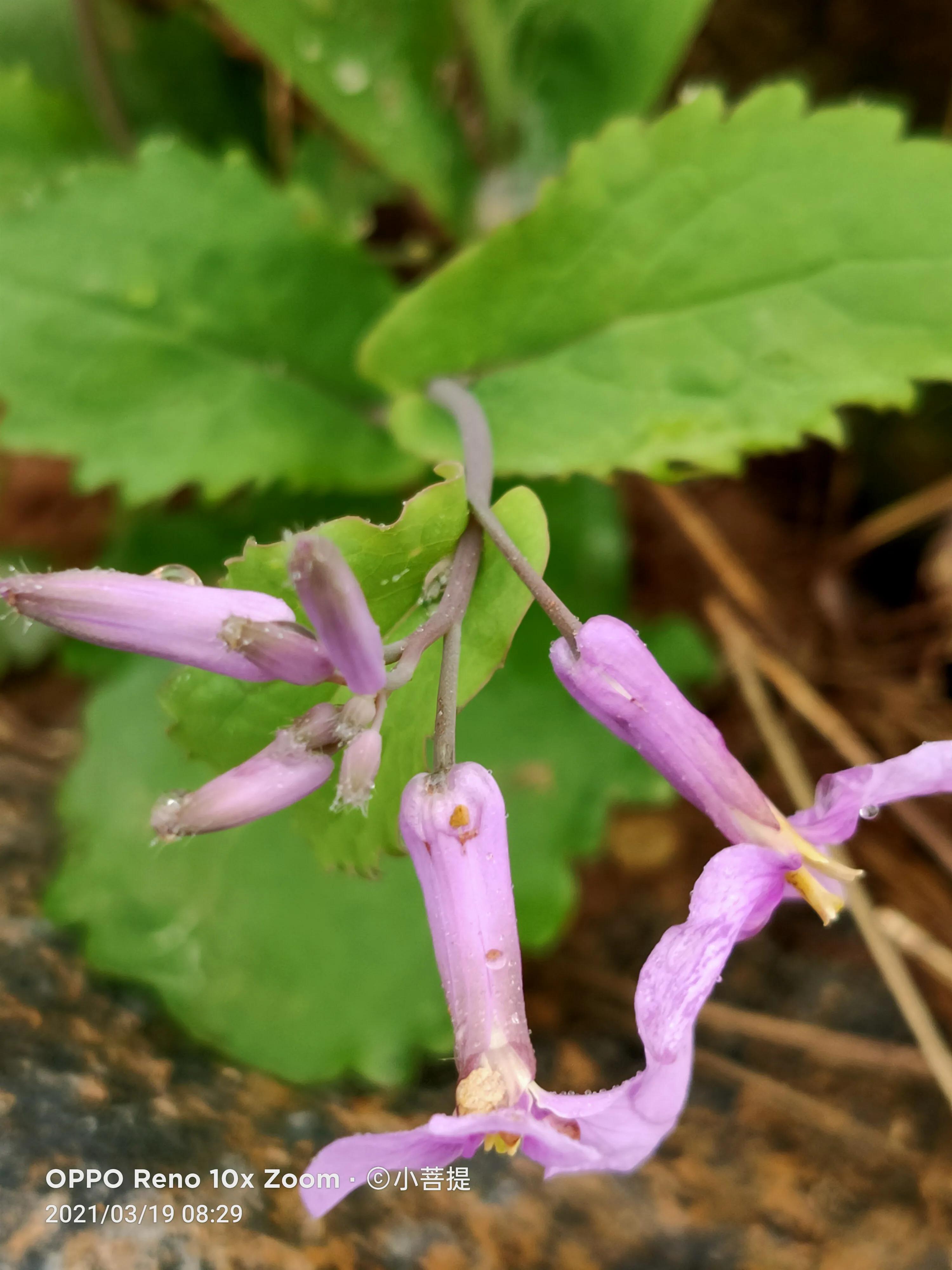 这种植物为成就蜀国屡次北伐功不可没