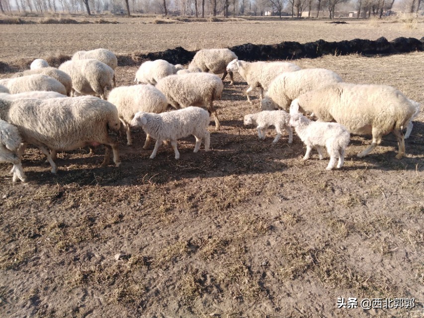 羊误食了化肥怎么办,母羊误食农药没有及时发现