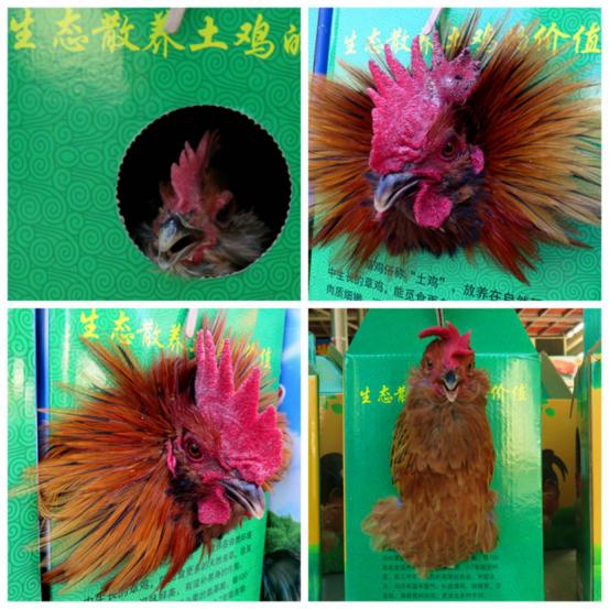 龙胜凤鸡竟“飞”入海鲜市场,“高规格”背后大有文章