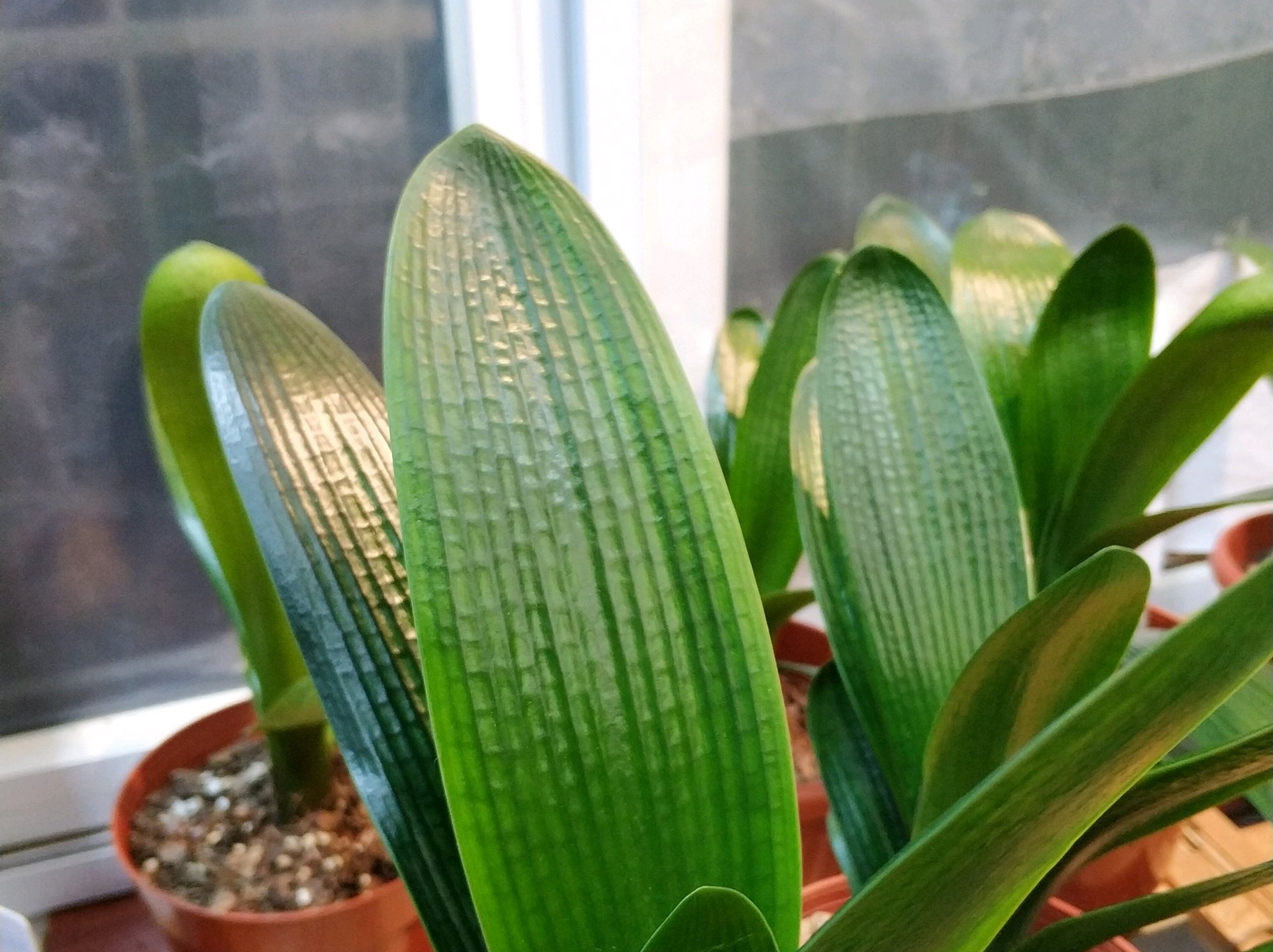 君子兰换盆后僵苗如何处理,僵苗君子兰怎么处理才能快速生长