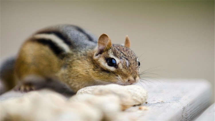 松鼠什么季节脱毛最好,松鼠脱毛