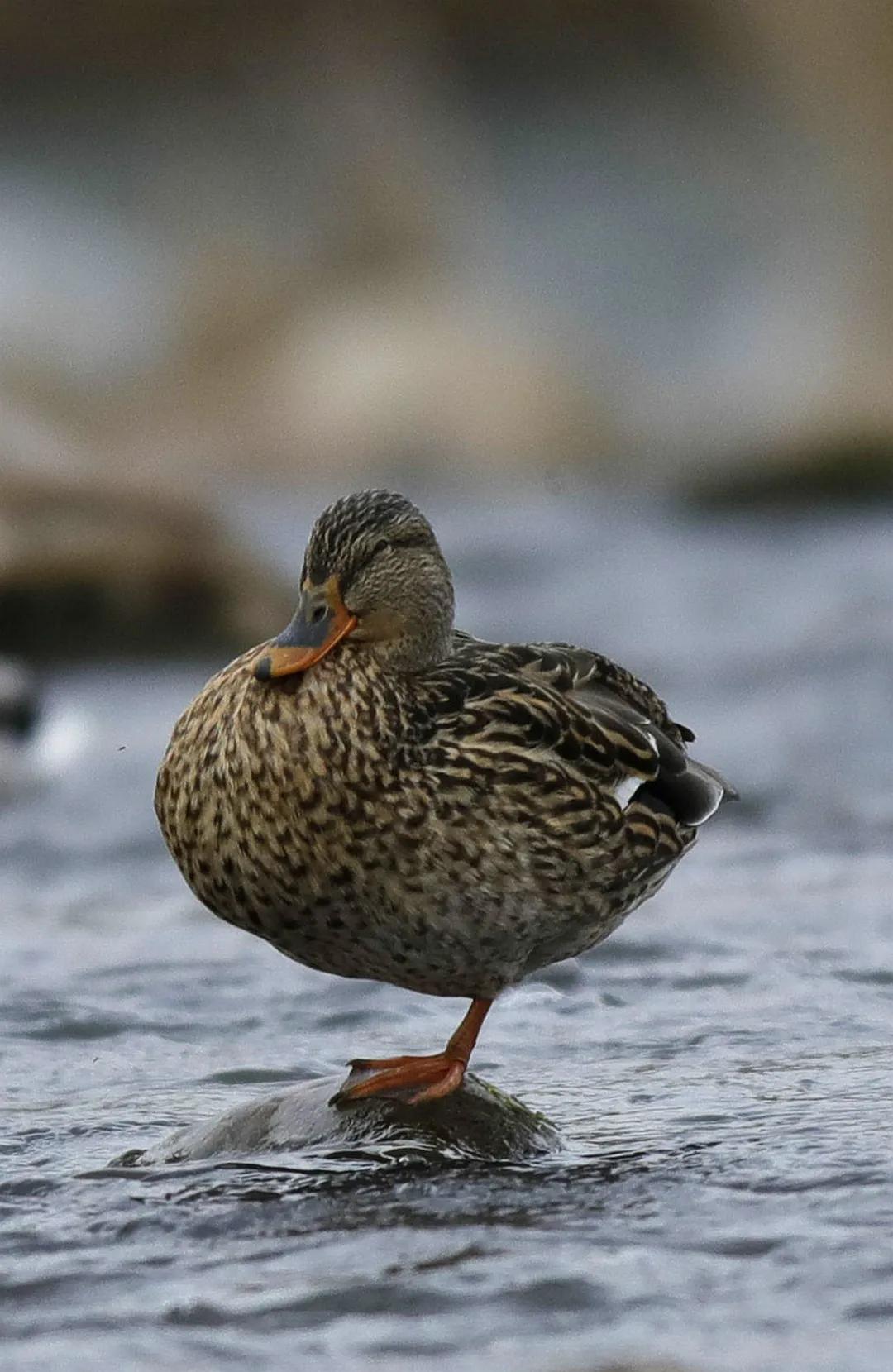 涂上黄色的“润唇膏”,TA就是野鸭中最靓的仔