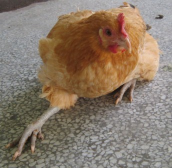 马立克氏病治愈率,马立克防什么病