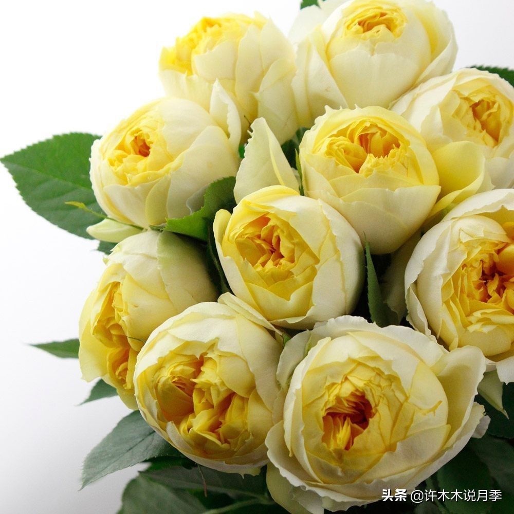 为什么月季一浇水全漏下去了,月季死一半继续养