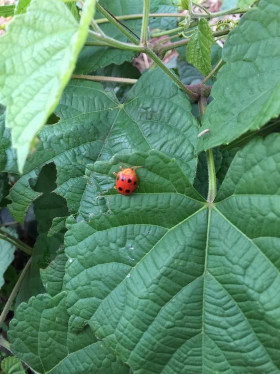 汀粉二代出征，神鹤轻强硬喜获佳绩