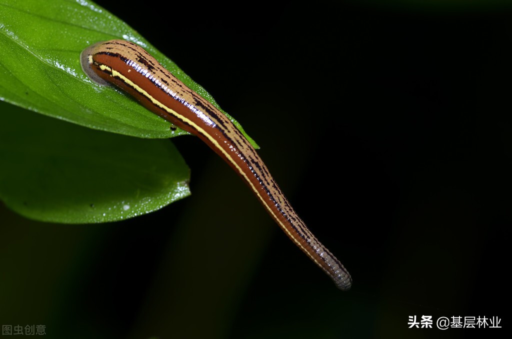 山蚂蝗被咬血止不住,山蚂蝗咬后痒怎么办