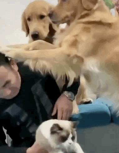 狗子吃醋女朋友,狗子喜欢女朋友怎么办