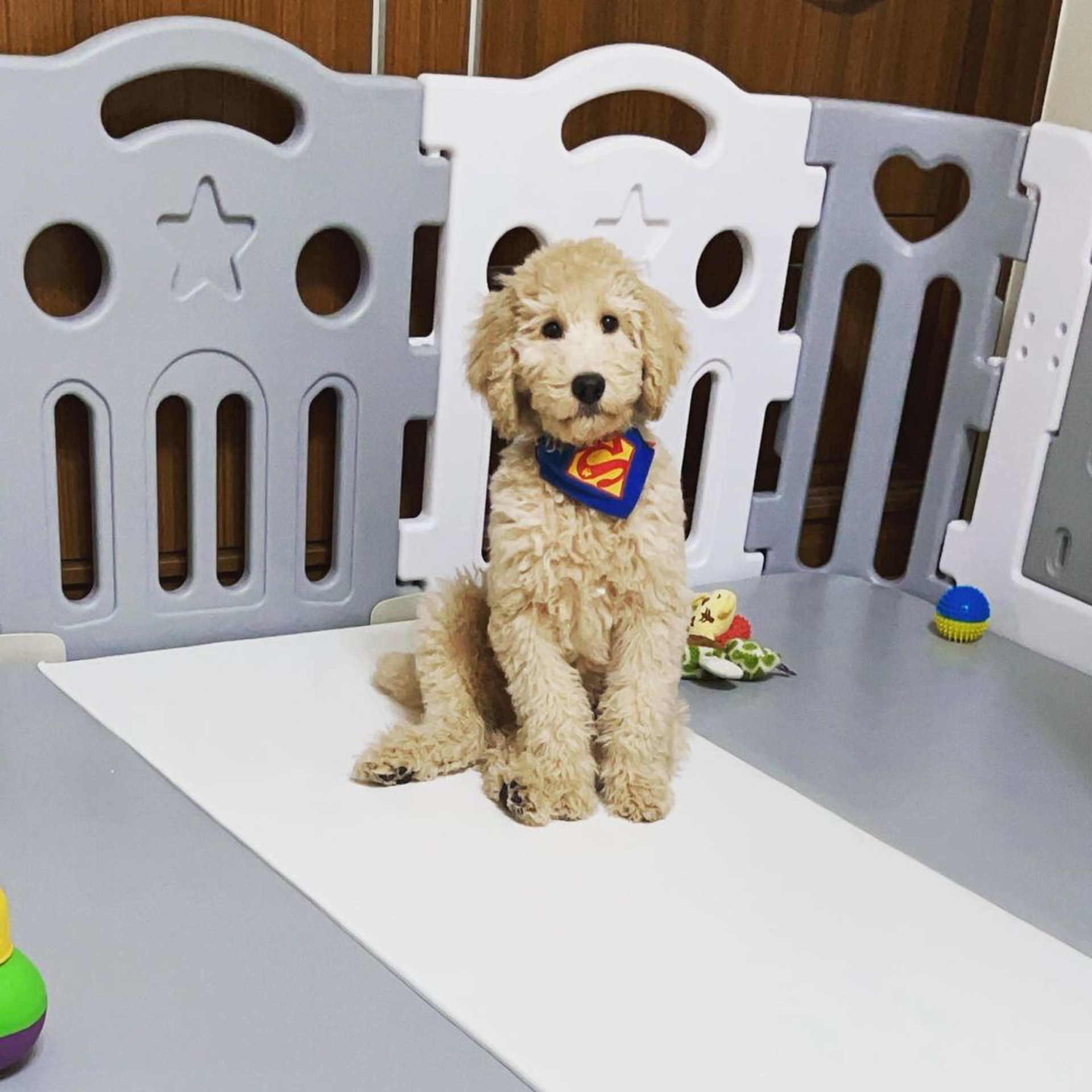 巨型贵宾犬发狂,巨型贵宾犬在家乱叫