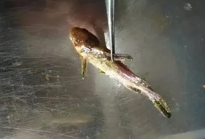 黄颡鱼小瓜虫早期症状,黄颡鱼得了小瓜虫怎样医治