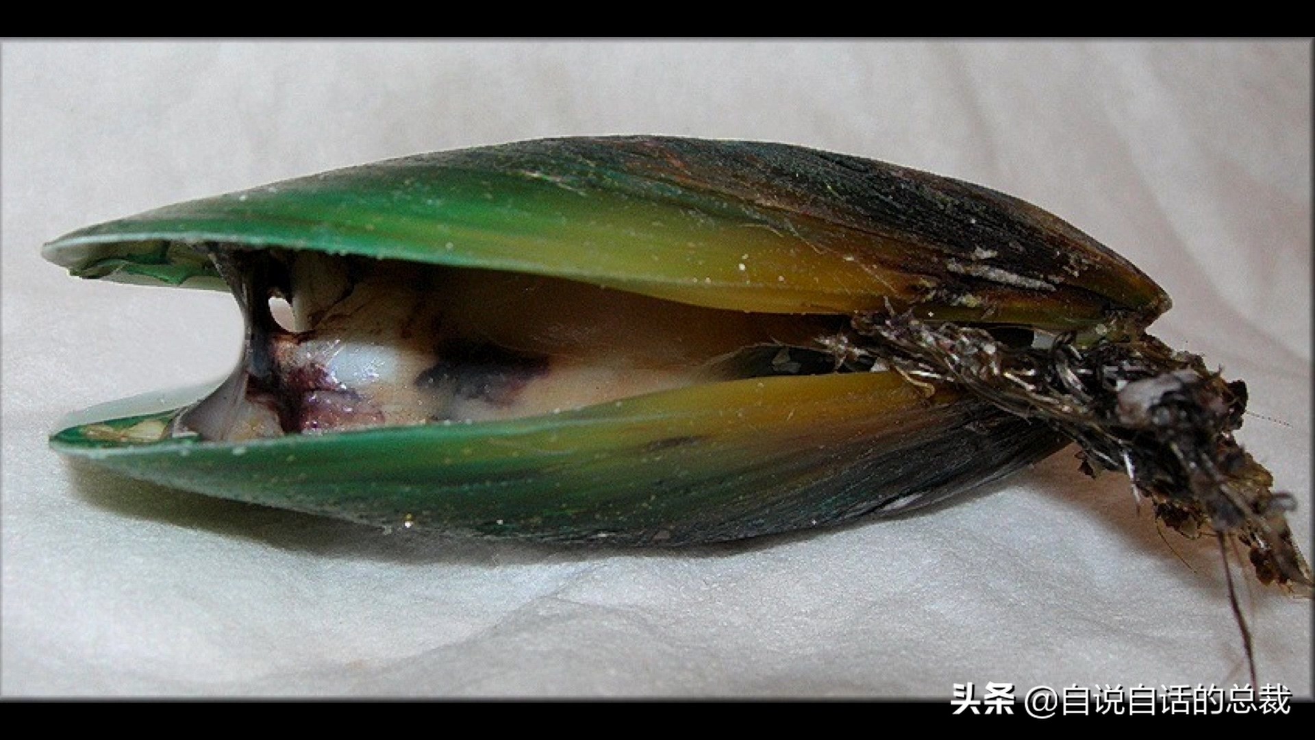 蛤、蚶、蛏、蚝、蚬有什么区别？这是一群美味海怪与人类的故事