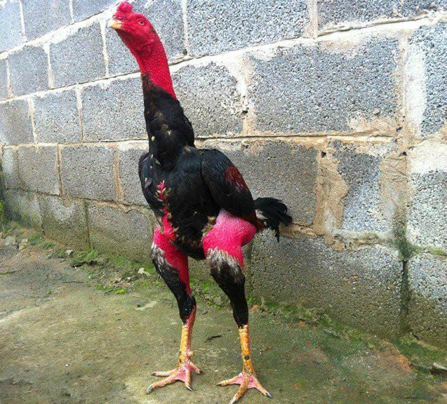 成年斗鸡喂什么最好,斗鸡喂养生肉好不好