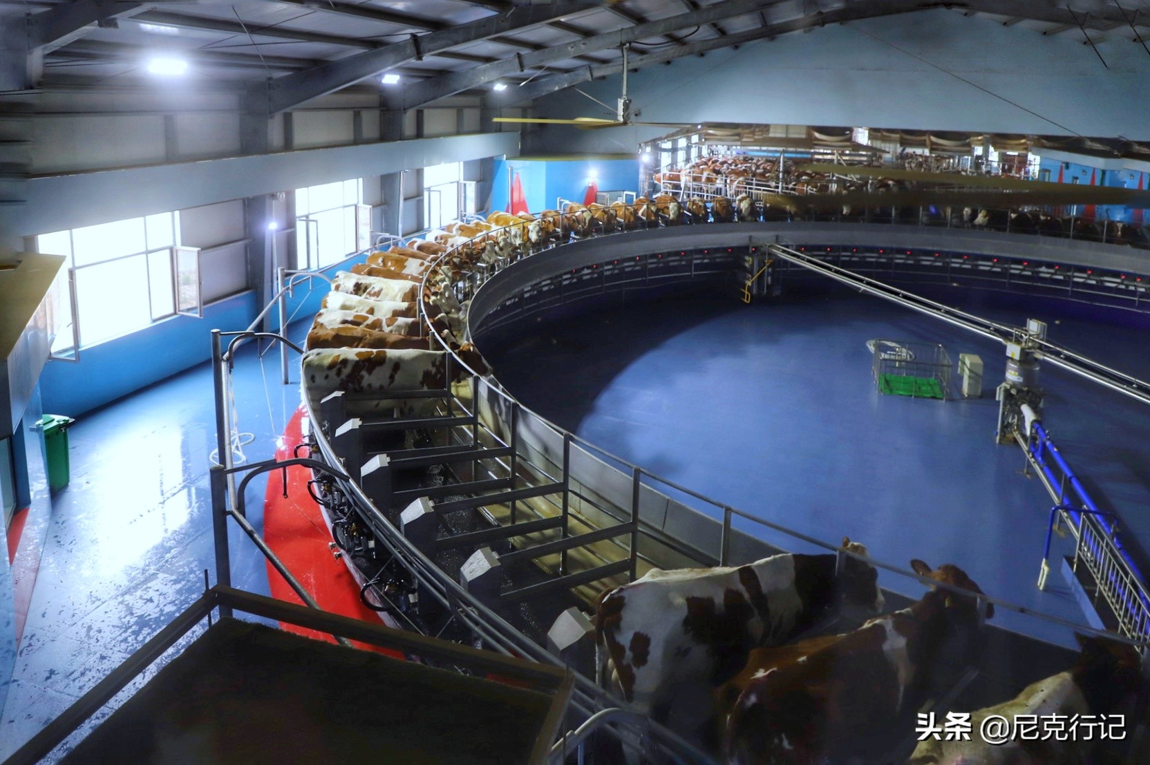 山东龙口之旅：4000头奶牛同时挤奶场面壮观，鲜奶的味道很特别