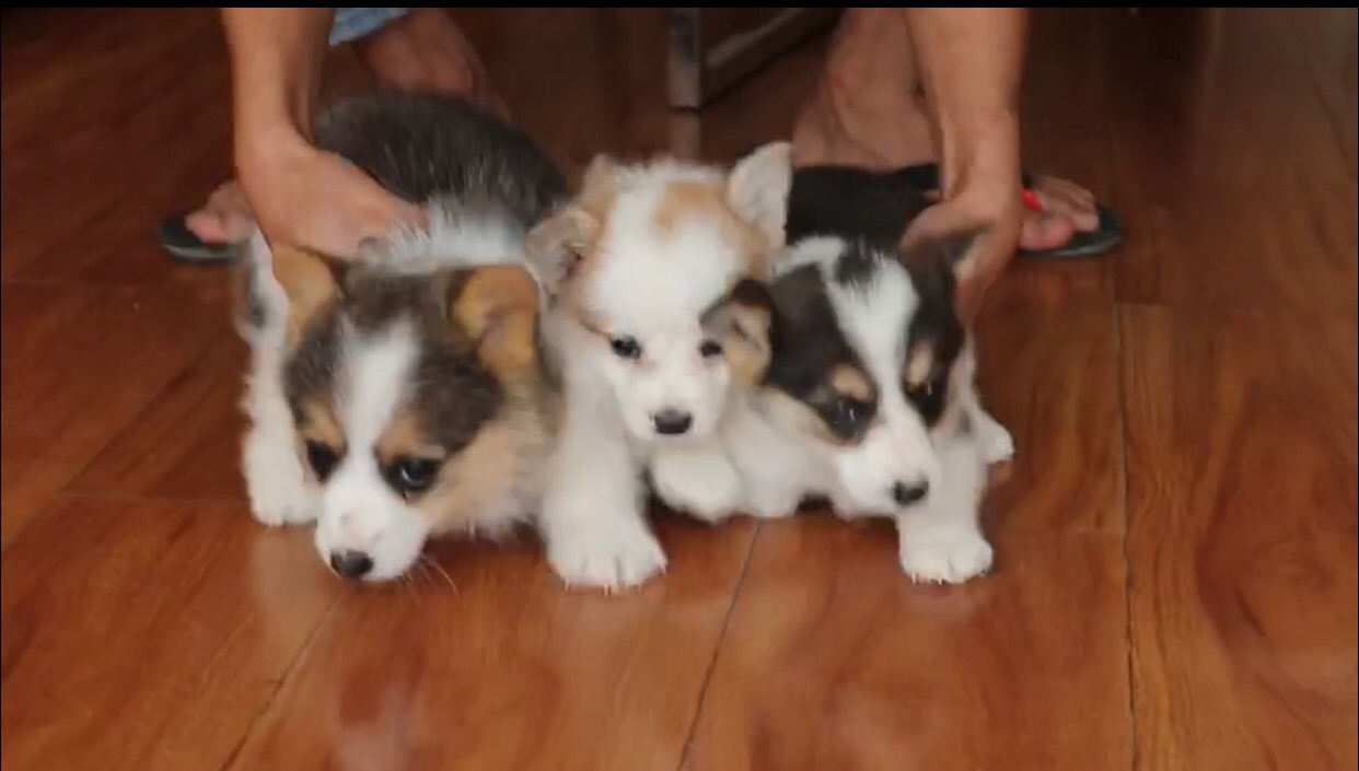 母狗发情期,狗主人记得要做好这3点,要不然哪天带球回家你别哭