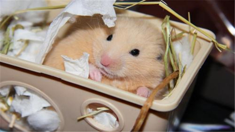 养仓鼠的注意事项和必备物品,饲养仓鼠的十大注意事项