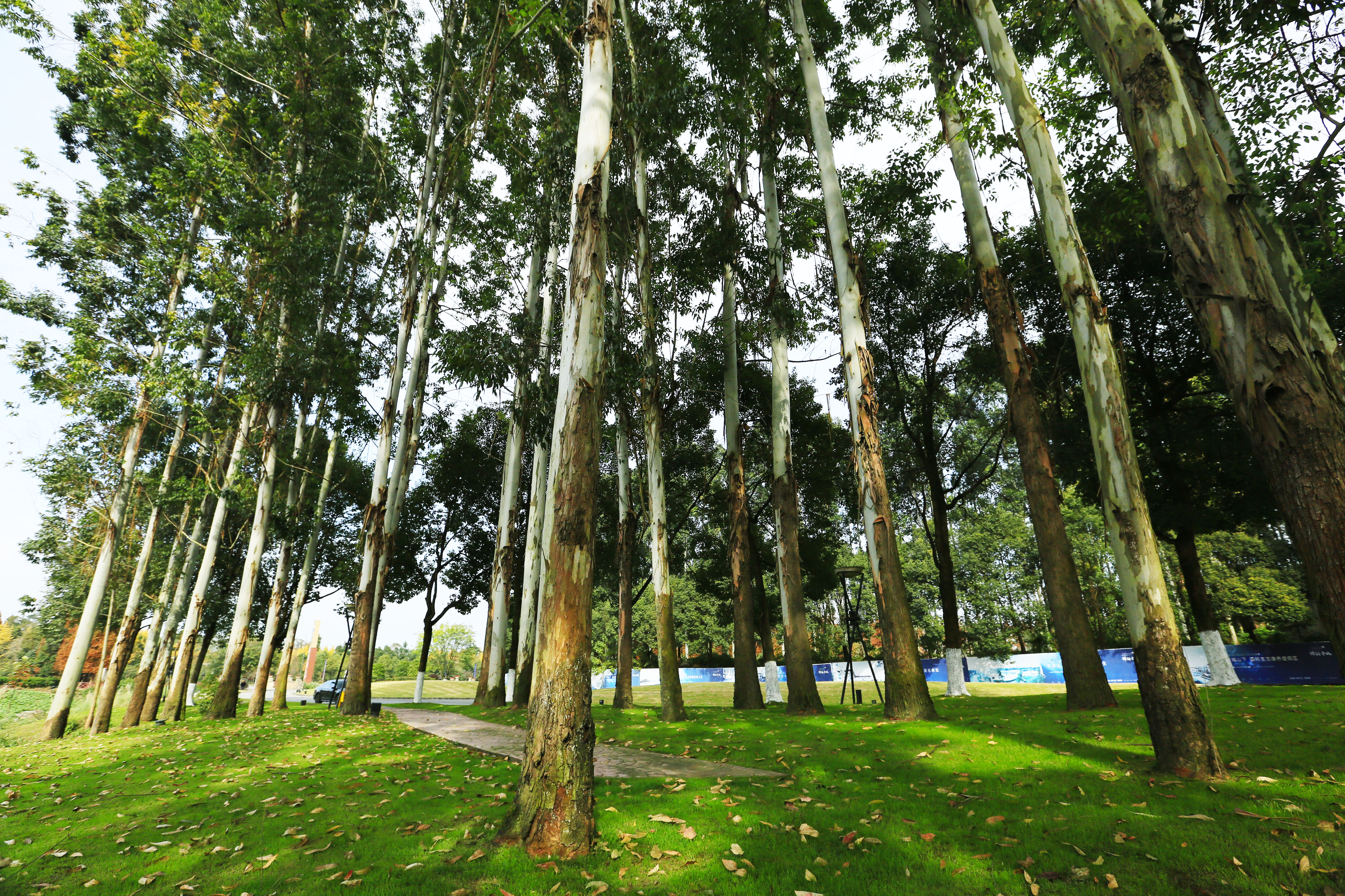 桉树林风景,自然生长的桉树林