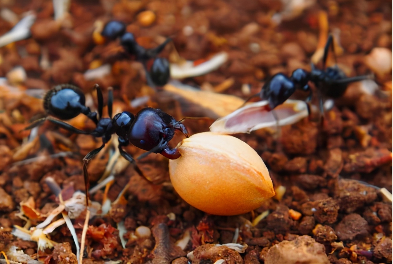 成本2毛卖10元的食物,成本2毛却卖出高价是什么体验