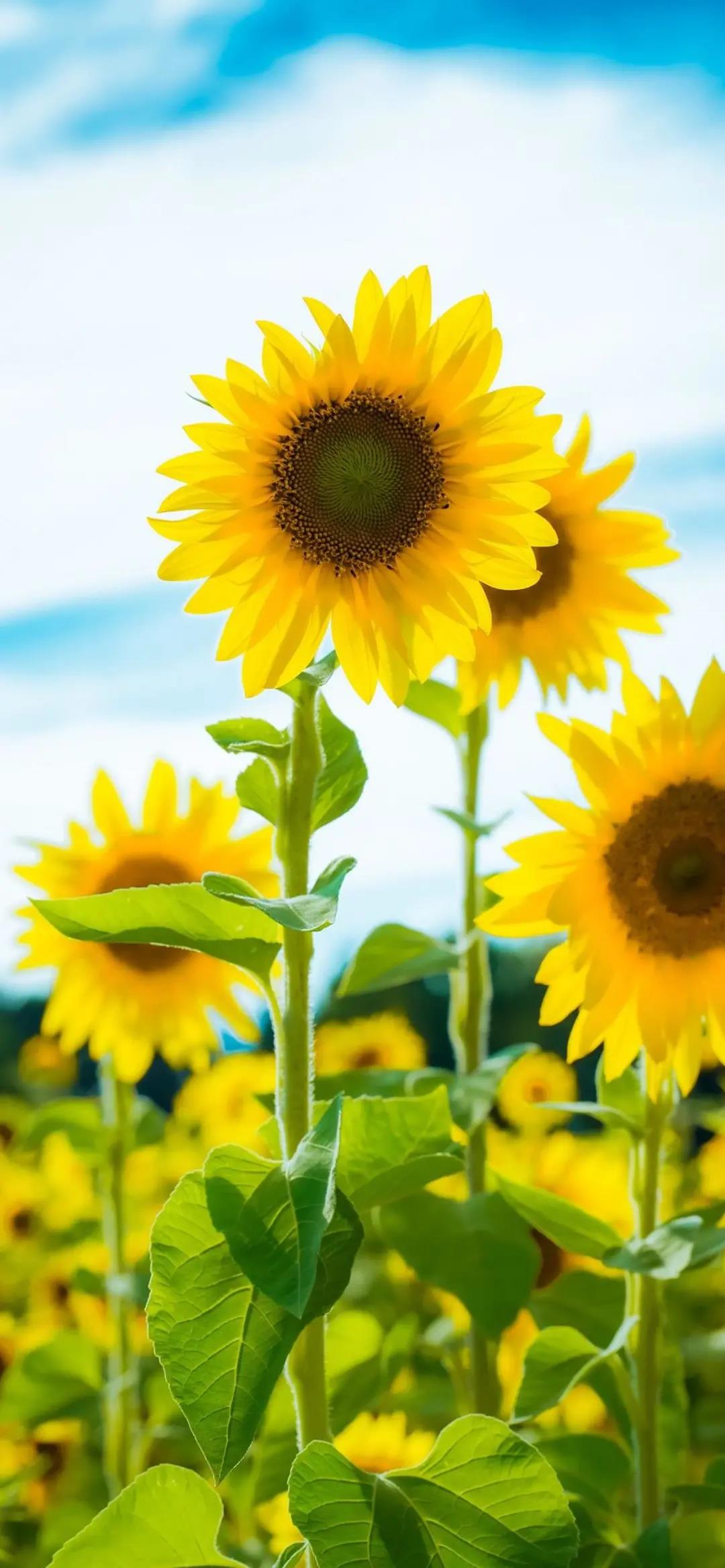 3d壁纸卡通风景壁纸,高清风景壁纸手机壁纸