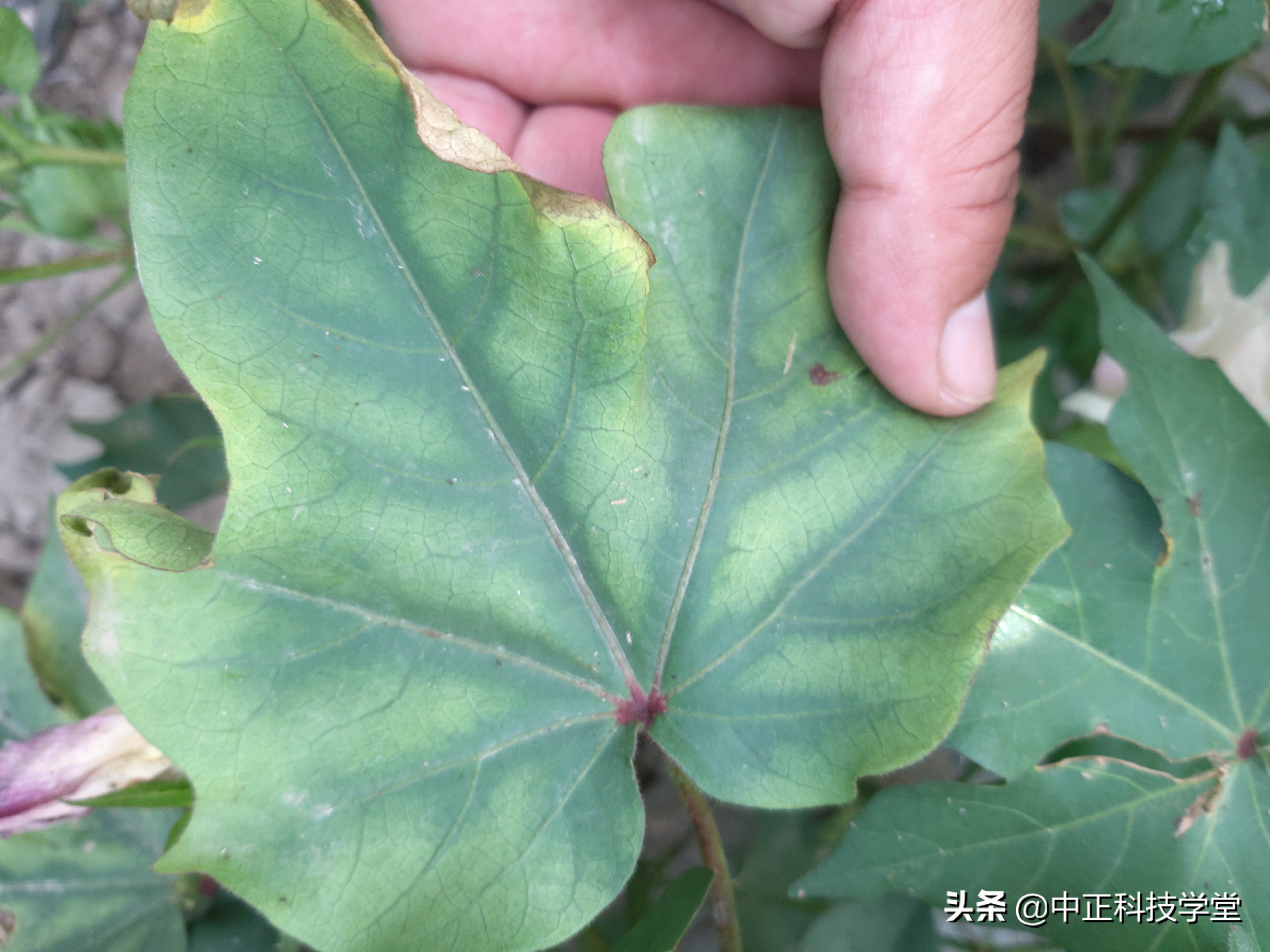 治疗棉花黄萎病哪种药最好,棉花枯黄萎病最新最详细防治方法