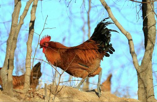 土鸡品种有哪些哪个品种好养,土鸡品种最好的是什么品种