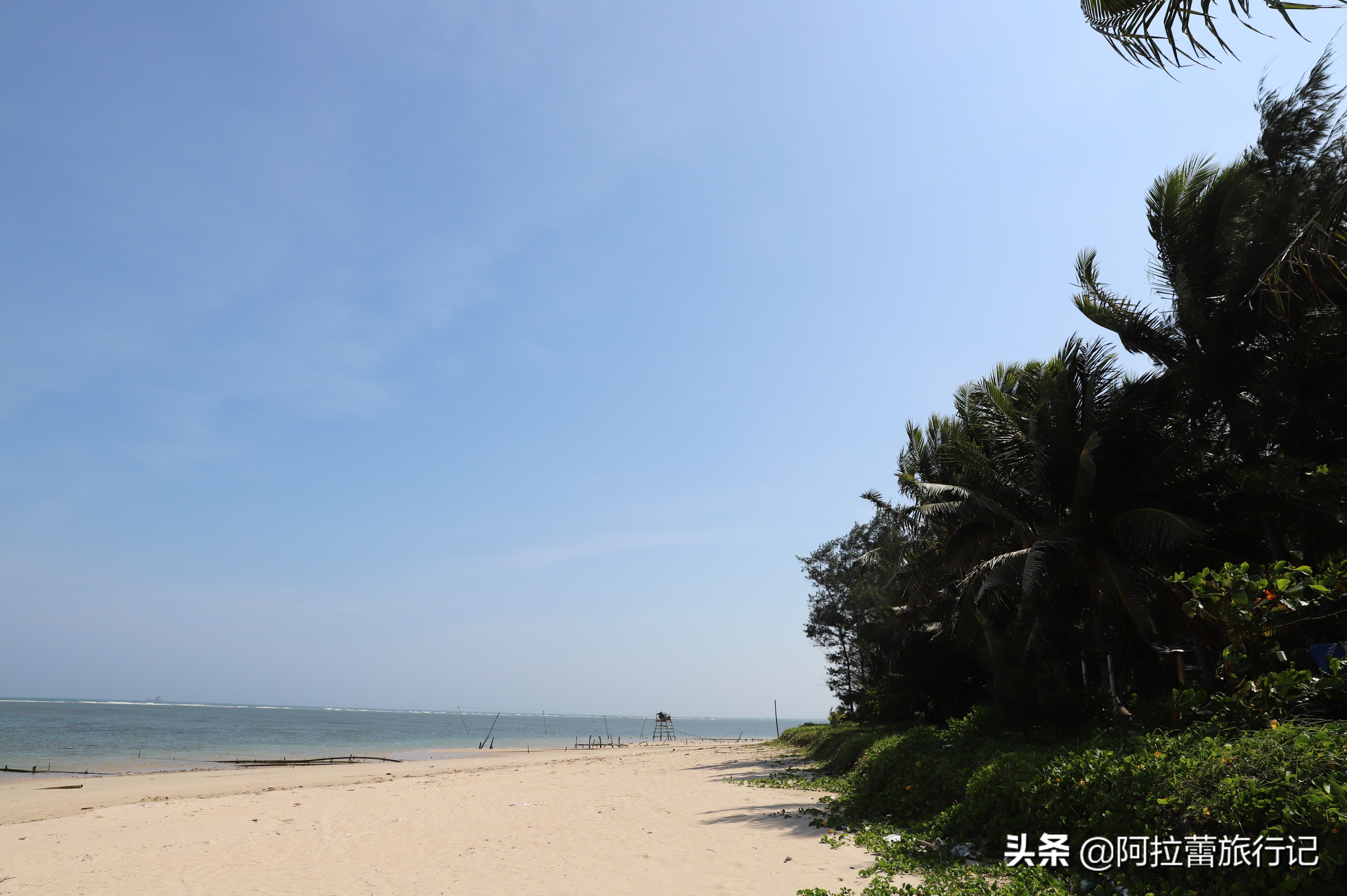 文昌的东郊椰林一大堆椰子,东郊椰林的椰子真的便宜吗