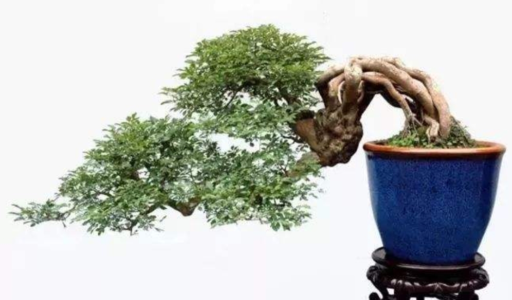 农村山上制作盆景的老树桩,农村盆景原材料