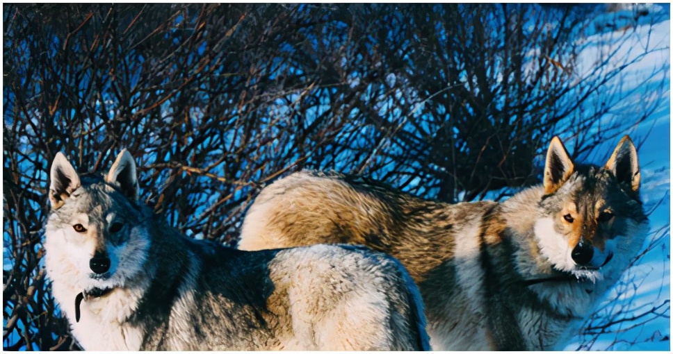 嘿，我想和你做朋友，不想当国宝