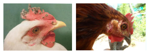 鸡痘的四种类型及防治措施,鸡痘预防用什么药预防