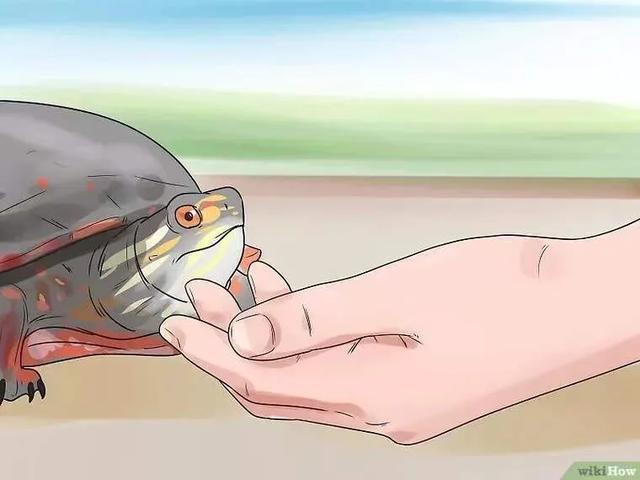 龟怎样才算认可主人,怎么增加和龟的互动性